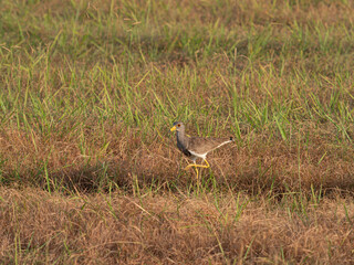 朝日に照らされた草原のケリ