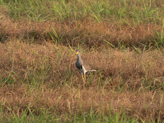 朝日に照らされた草原のケリ
