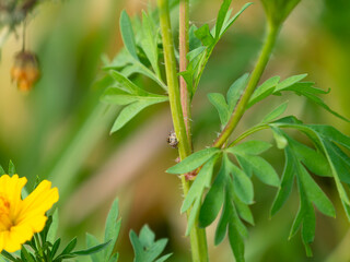 植物の茎にとまるハエトリグモ