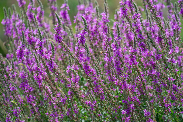 close up of purple loosestrife (Lythrum salicaria) flower in blossom