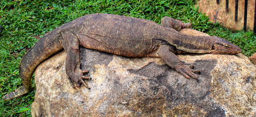 Selective focus of a monitor lizard or Komodo dragon sunbathing on a rock in the park during the day