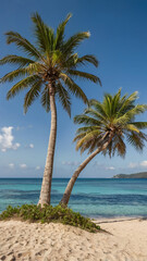 tropical beach with palm trees
