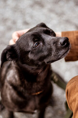 Outdoor photography of a dog