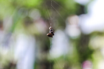 selective focus spider wrapping its prey (bee) trapped in its web and injecting its poison with...