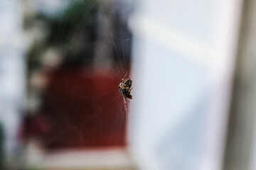 selective focus spider wrapping its prey (bee) trapped in its web and injecting its poison with...
