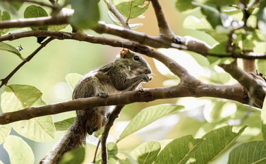 squirrel on branch, chipmunk eating foods by hands 