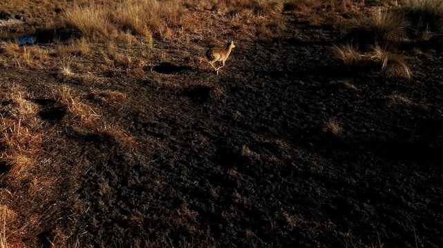 Reedbuck running through open grassland in Africa, slow motion drone footage captures its graceful movements and habitat.
