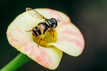 Hoverfly on Euphorbia milii flower.