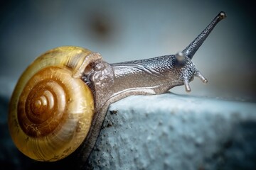 Asian Tramp Snail on floor.