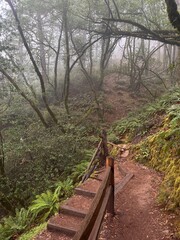foggy hiking trail in marin county, california