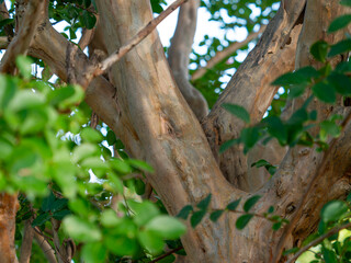 滑らかな幹肌のサルスベリ