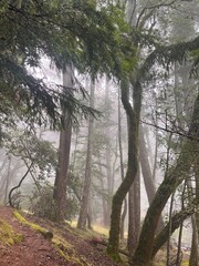 Obraz premium foggy hiking trail in forest in marin county, california