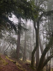 foggy forest in marin county, california