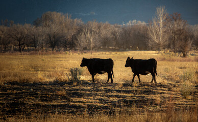 Two cows walking in a field in a high desert setting backlit in later afternoon sunlight