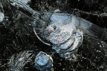 Air bubbles frozen under the ice on a calm lake, abstract artwork created by nature, detail of ice on a freshwater lake, ice shapes in a freezing winter, black and white colors of winter