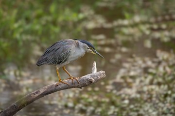 A green backed heron hunched over as it sits on a branch hanging over the water of a lake and waits patiently for its next meal to come along at Lake Panic in the Kruger National Park in South Africa.