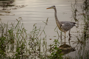 Fototapeta premium A beautiful grey heron, a predatory wading bird, hunts patiently for insects and fish in the shallow waters and amongst the reeds in the evening at a waterhole in a game reserve in South Africa.