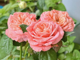 London Eye Rose .Peach-Pink petals,cup shape.fragrance plant
