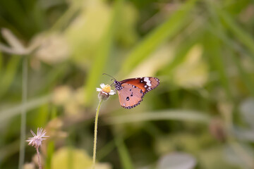 Tawny Coster  (Acraea terpsicore)  butterfly close-up