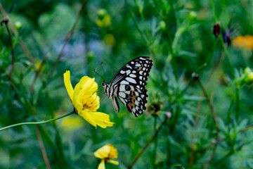 Lime Swallowtail (Papilio demoleus) butterfly closeup