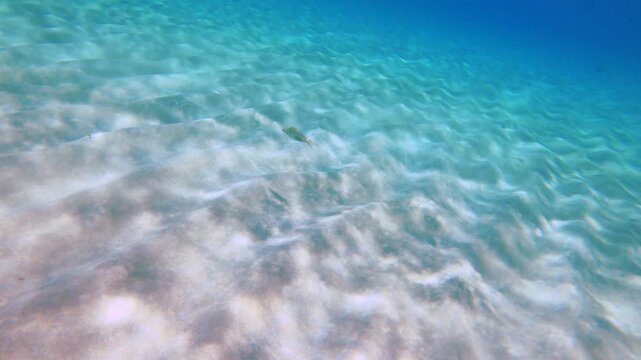 swim down to the coral reef rock on white sandy bottom in ripple pattern tides waves chasing a lagoon trigger fish around underwater blue green color with blue sky during good weather day time
