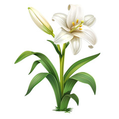 Naklejka premium lily of the valley, lily 2d cartoon