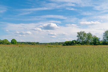 Field of rye. Growing and harvesting crops. Secale cereale.
