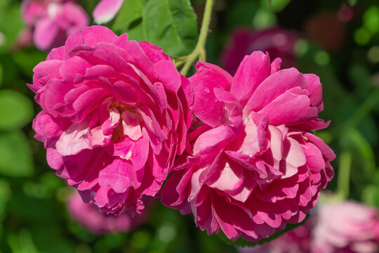 Beautiful pink Rosa damascena flowers, close-up. Damask rose, Iranian Rose, Bulgarian rose.