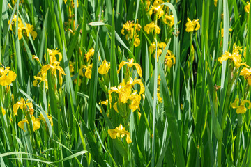 Fototapeta premium Beautiful yellow flowers of Iris pseudacorus. the yellow flag, yellow iris