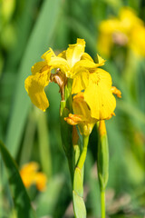 Obraz premium Beautiful yellow flowers of Iris pseudacorus. the yellow flag, yellow iris