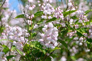 Beautiful white flowers of Deutzia crenata.