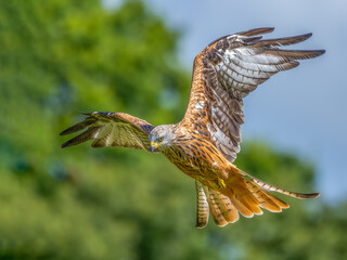 red kite (milvus milvus)  getting ready to dive towards prey in the countryside