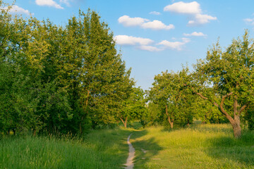 Path in the park. Beautiful summer background.
