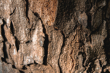 selective focus close up texture of tree trunk in daylight shows beautiful abstract details, perfect for wallpaper