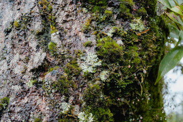 a moss covered in moss on a tree