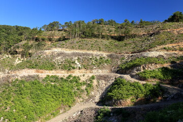 森林工事で造られた重機用の道