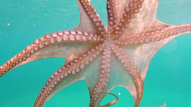 Wild octopus swim underwater in mediterranean sea. Octopuses swimming in slow motion. One octopus at the sea.