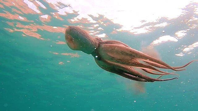 Wild octopus swim underwater in mediterranean sea. Octopuses swimming in slow motion. One octopus at the sea.