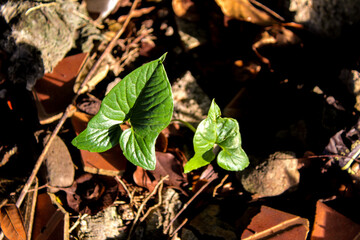 Selective focus of green wild small decorative or ornamental taro leaf or caladium amidst ruins depicts or symbolizes struggle, beauty amidst chaos.