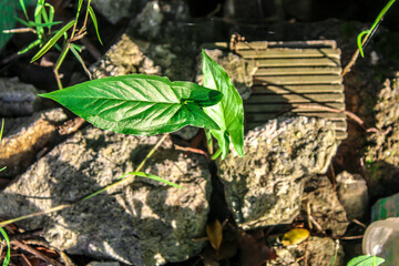 Selective focus of green wild small decorative or ornamental taro leaf or caladium amidst ruins depicts or symbolizes struggle, beauty amidst chaos.