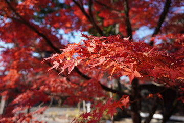 日本の紅葉