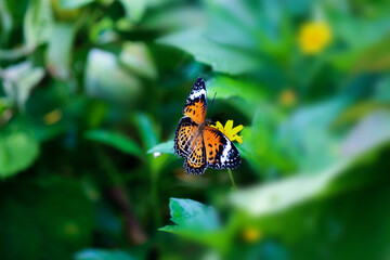 butterfly on flower