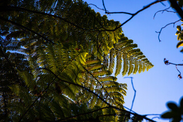 Fototapeta premium unique leaves of native tree ferns in Abel Tasman National Park, New Zealand South Island