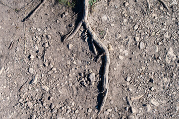 UN Climate Change Conference. World Climate Change Day. Soil, background, texture. Soil with roots in the ground, close-up. Erosion. Dried Soil as Result of Drought and Extreme Heat. Dries, Drought.