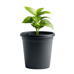 Obraz premium A young green plant in a simple black pot, symbolizing growth and nature in an indoor environment.