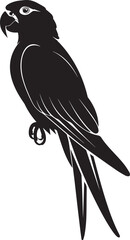 eagle on a white background