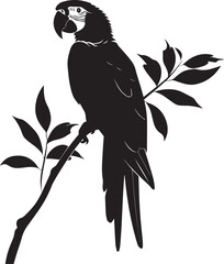black and white parrot