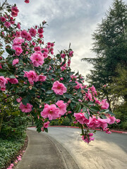 Pacific rhododendron