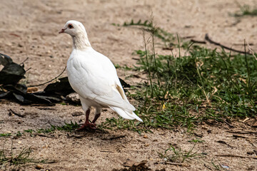 Feral pigeon feeding in the garden 