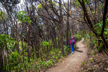 Obraz premium backpacker girl on the snout track in picton, marblorough region, new zealand south island